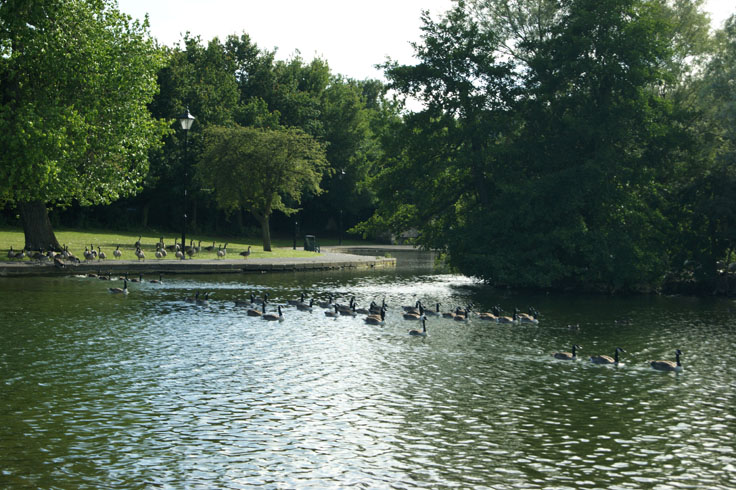A flock of geese swimming in a lake.